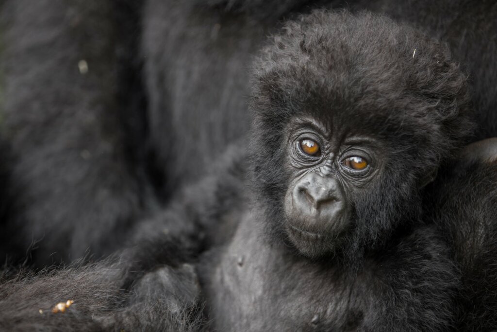 Ultimate Guide to Gorilla Trekking in Rwanda and Uganda