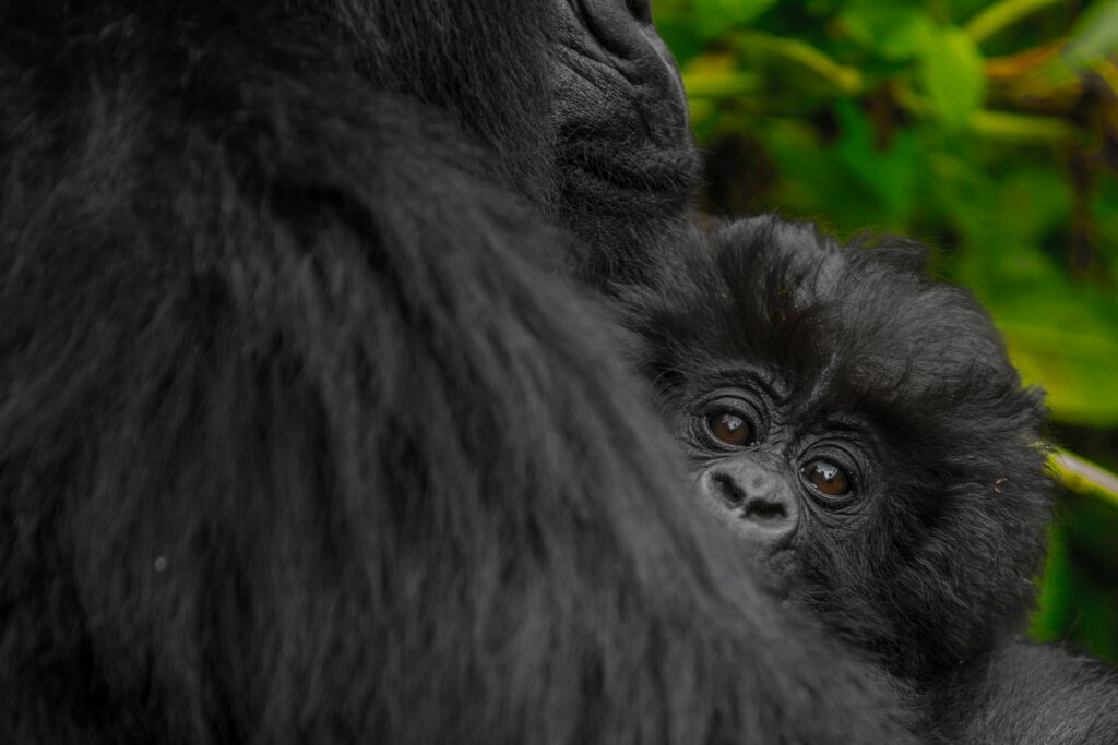 Ultimate Guide to Gorilla Trekking in Rwanda and Uganda