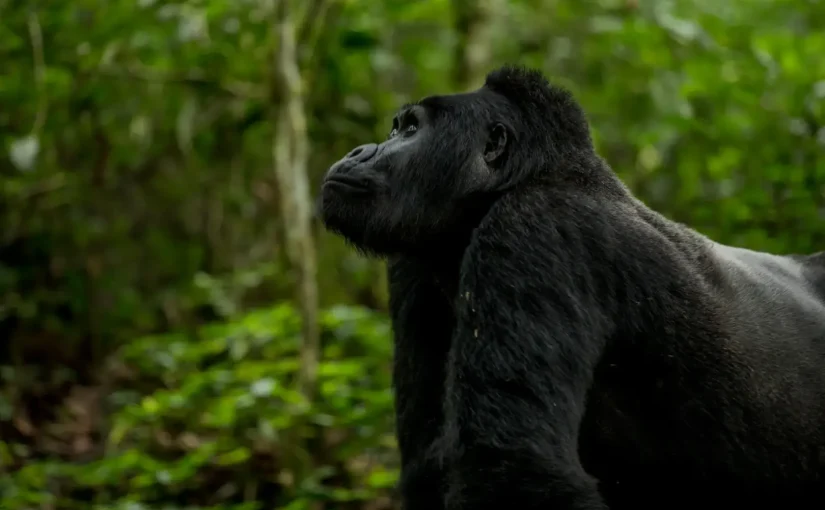 Exploring The Rich Biodiversity of Uganda