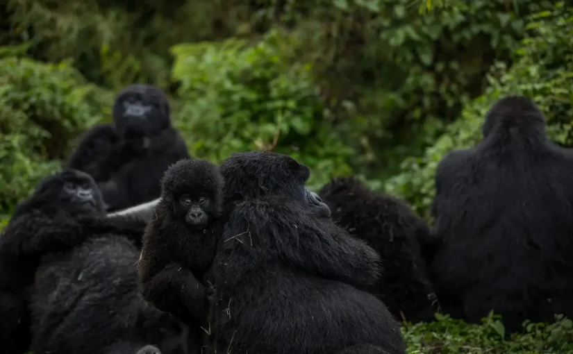 Exploring Rwanda’s Volcanoes National Park: A Guide to Gorilla Trekking