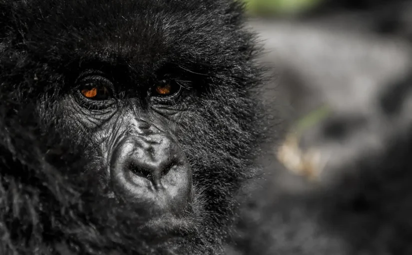 The Ultimate Guide to Mountain Gorilla Trekking in Uganda and Rwanda