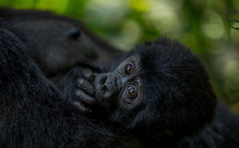 From Rwanda With Love, The Heartwarming Kwita Izinaceremony.