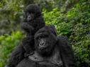4-day-Gorilla-Tour-Ittinerary