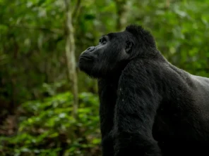 Bwindi