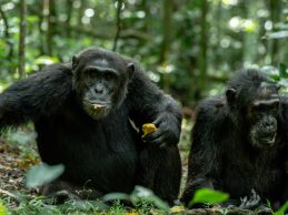 Kibale-chimpanzees (1)