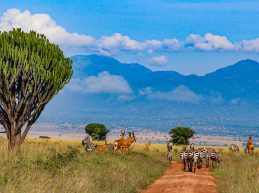Kidepo-Valley-National-Park