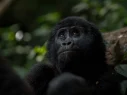 baby-gorilla-in-bwindi