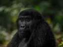 bwindi-gorillas