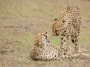 cheetahs