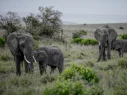 elephants in kenya
