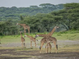 girafee in tanzania