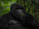 gorilla-in-bwindi forest