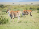 kenya1