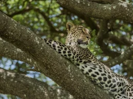 leopard-climbing