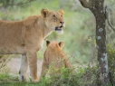 lions -3