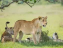 lions-in-akagera
