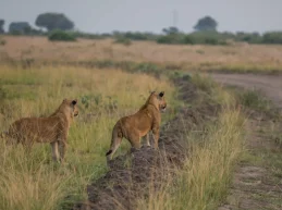 lions in queen