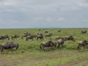 serengeti-wildebeests