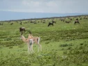tanzania wildlife
