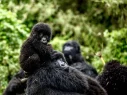 the gorilla family