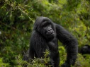 the gorilla-in volcanoes
