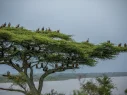 vultures