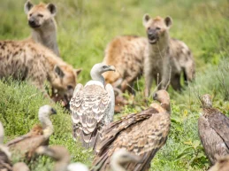 vultures-wild dogs