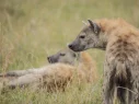 wild dogs