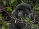 wild-wonders-africa-rwanda-itineraries-35