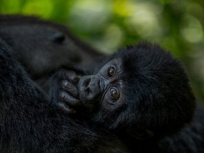 wild-wonders-africa-uganda-itineraries-39